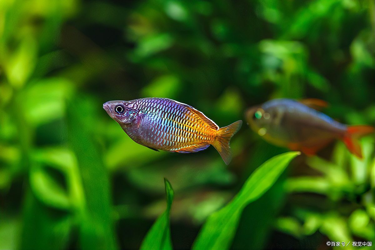 曼龍魚和三湖慈鯛混養