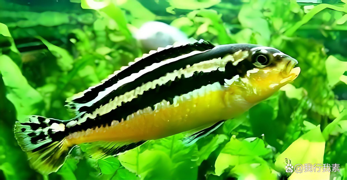 曼龍魚和三湖慈鯛混養