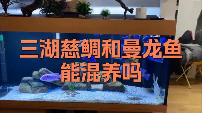 曼龍魚和三湖慈鯛混養