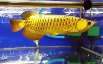 夏天養龍魚需要加熱棒嗎：夏天養龍魚是否需要加熱棒