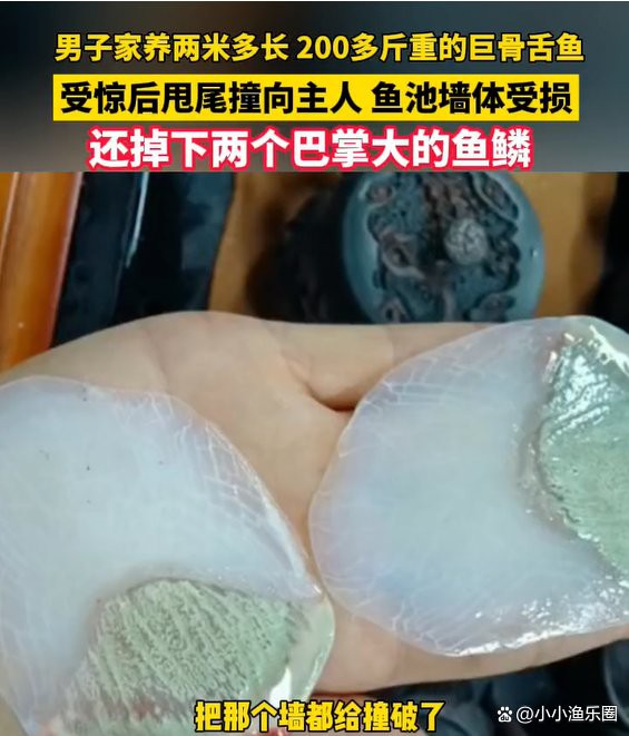 山東龍魚價格走勢最新