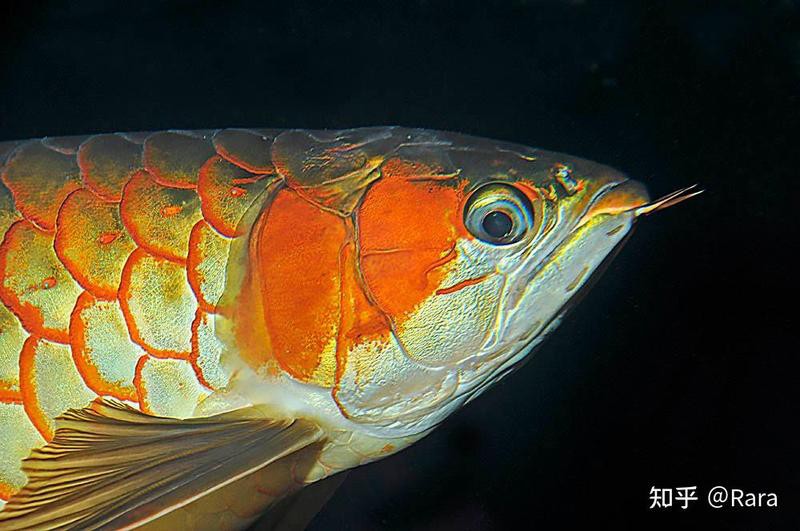 紅龍魚市場(chǎng)潛力大嗎知乎