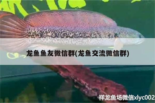遼寧龍魚(yú)微信群（沈陽(yáng)龍魚(yú)市場(chǎng)價(jià)格查詢）