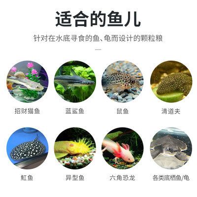 六角恐龍魚吃啥飼料：六角恐龍魚飼料及牌子