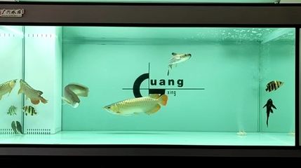 龍魚燈用日光燈還是led：日光燈和led燈的區(qū)別