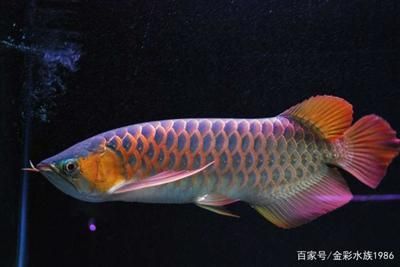 龍魚燈用日光燈還是led：日光燈和led燈的區(qū)別