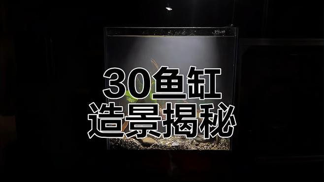 人工繁殖巴卡雷龍魚怎么養(yǎng)殖