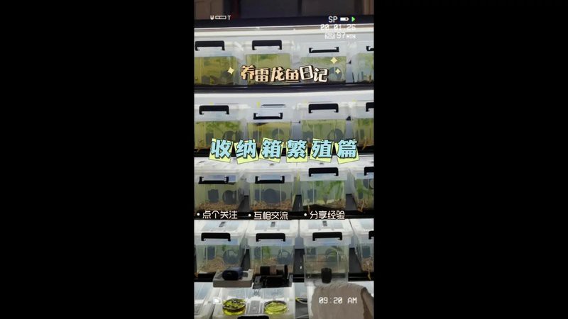 人工繁殖巴卡雷龍魚怎么養(yǎng)殖