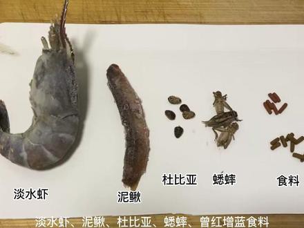 人工繁殖巴卡雷龍魚怎么養(yǎng)殖