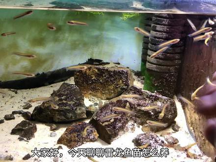 人工繁殖巴卡雷龍魚怎么養(yǎng)殖