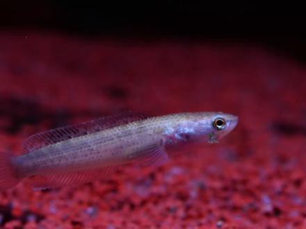 人工繁殖巴卡雷龍魚怎么養(yǎng)殖