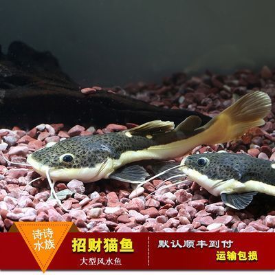 龍魚配魚底層魚：如何根據龍魚的習性和需求選擇適合的底層魚類
