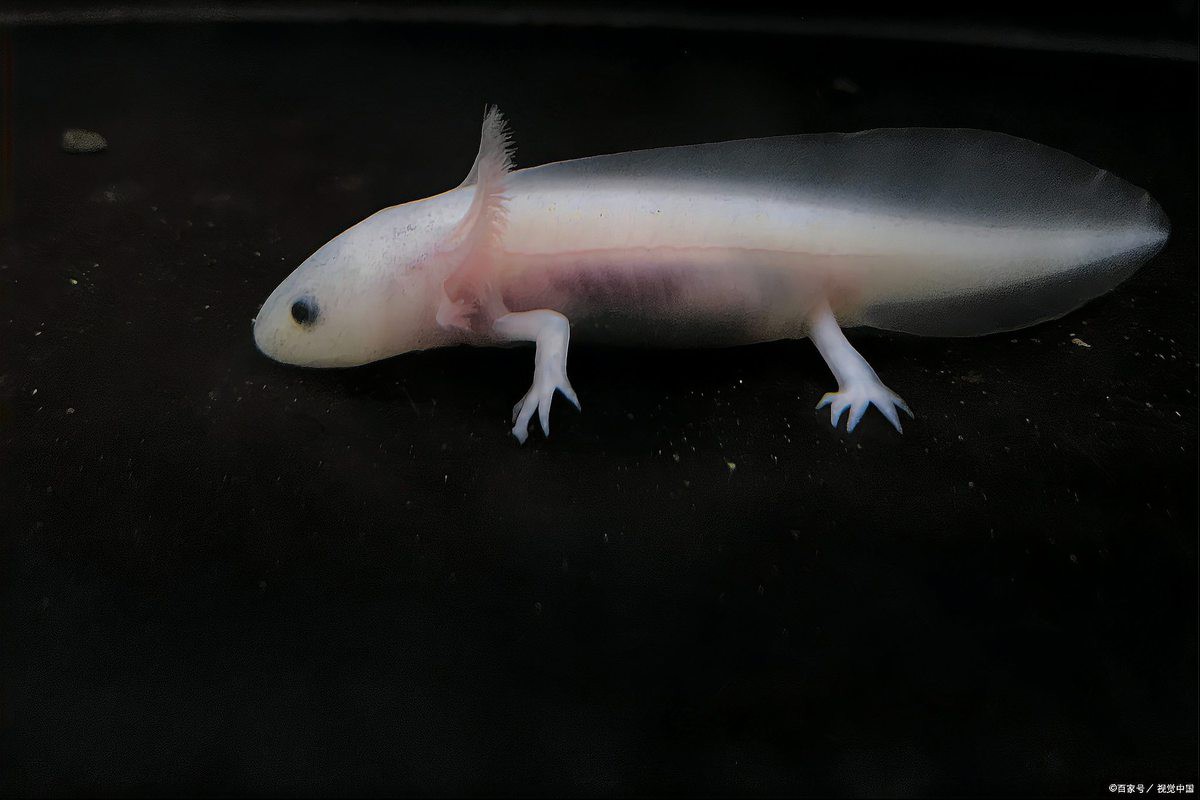 六角恐龍能記住主人多久？