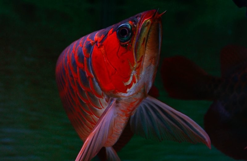 龍魚養殖需要什么樣的水質？