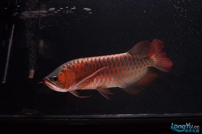 50公分的紅龍魚由黃到紅用多久（紅龍魚發色持續多久）