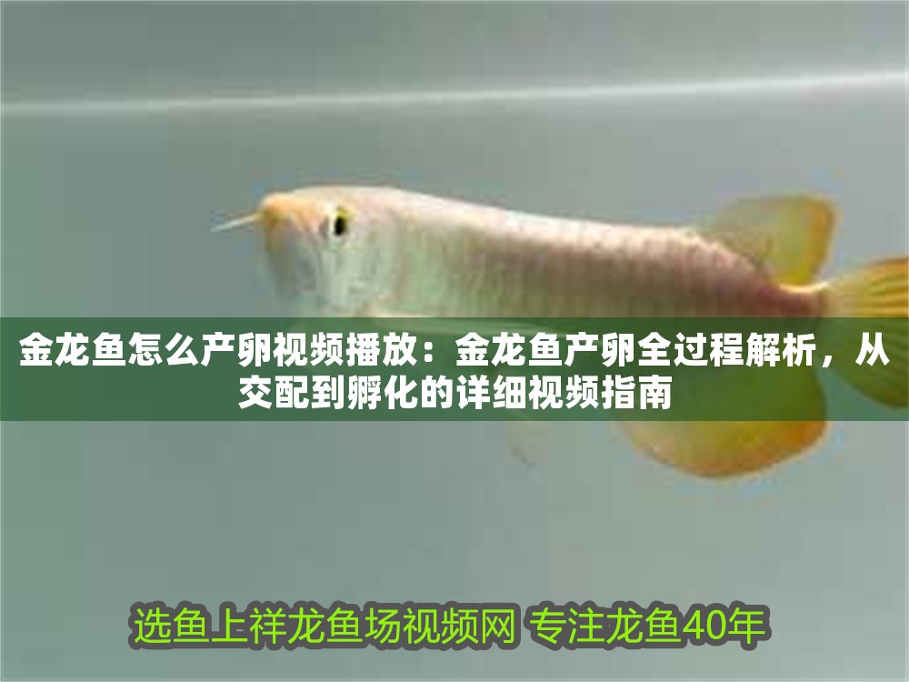 金龍魚怎么產卵視頻播放：金龍魚產卵全過程解析，從交配到孵化的詳細視頻指南