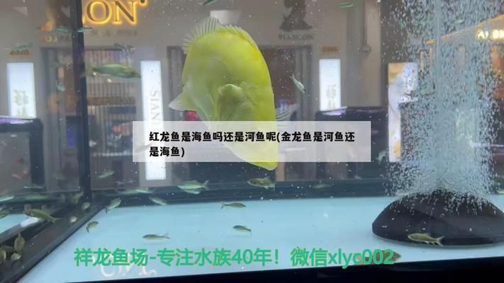 金龍魚的魚缸應該放什么魚清理魚缸垃圾，如何選擇適合金龍魚的清潔魚