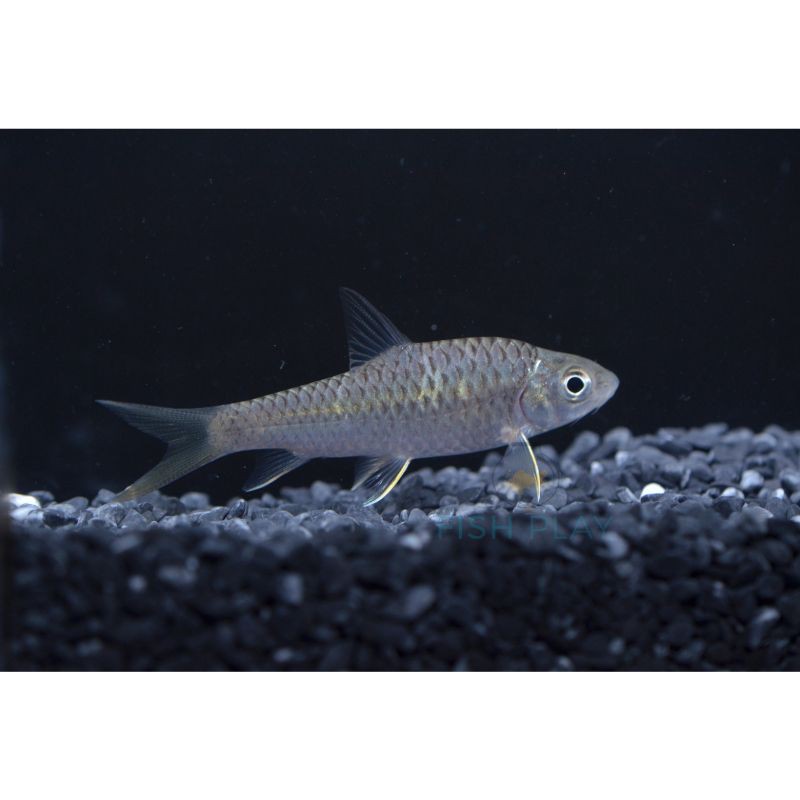 馬來西亞忘不了魚學名，馬來西亞忘不了魚