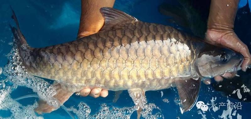馬來西亞忘不了魚學名，馬來西亞忘不了魚