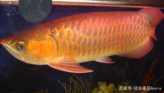 龍魚有哪幾種顏色（龍魚的顏色遺傳規律解析）