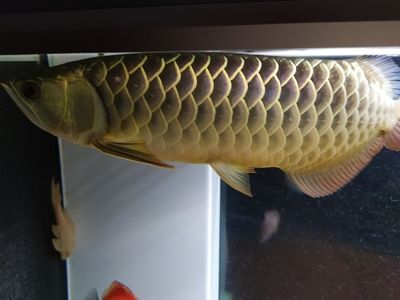 龍魚拒食的原因是什么：龍魚不吃食如何治療龍魚厭食癥的原因及處理方法