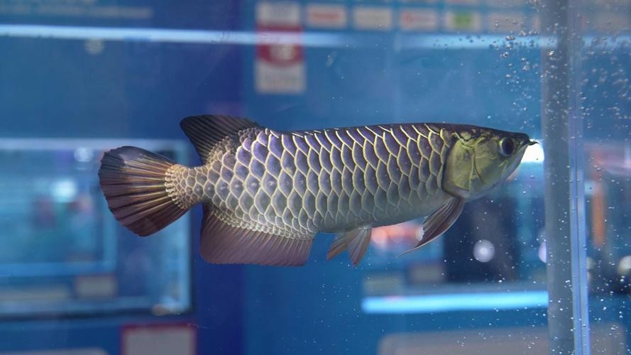 龍魚圖片 價格大全及價格