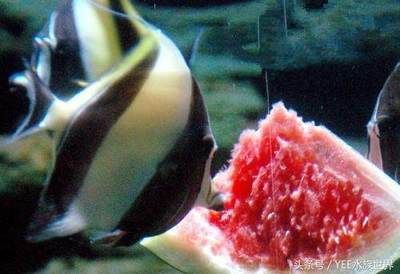 龍魚幾天不喂食的影響（龍魚幾天不喂食可能會產(chǎn)生什么影響？）