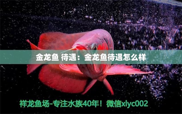 涿州愛魚水族寵物用品店