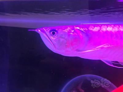 龍魚不麻醉可以剪魚鰭，但需要具備一定的技術和經驗和經驗：龍魚不麻醉可以修剪魚鰭嗎？