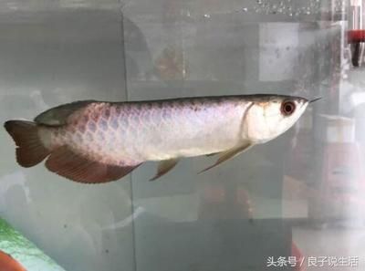龍魚為什么亂竄（龍魚為什么會亂竄？）