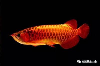 涿鹿縣興文水族館（涿鹿縣興文水族館電話）