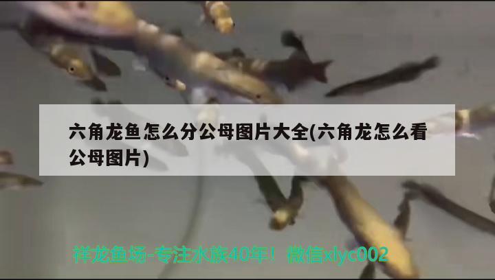 長沙市芙蓉區星貓鮮花店