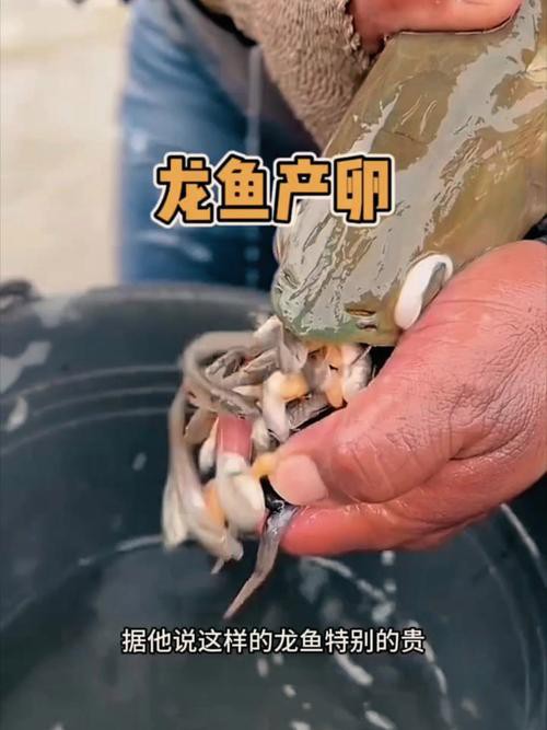 紅龍魚一年能長多大的魚卵圖片