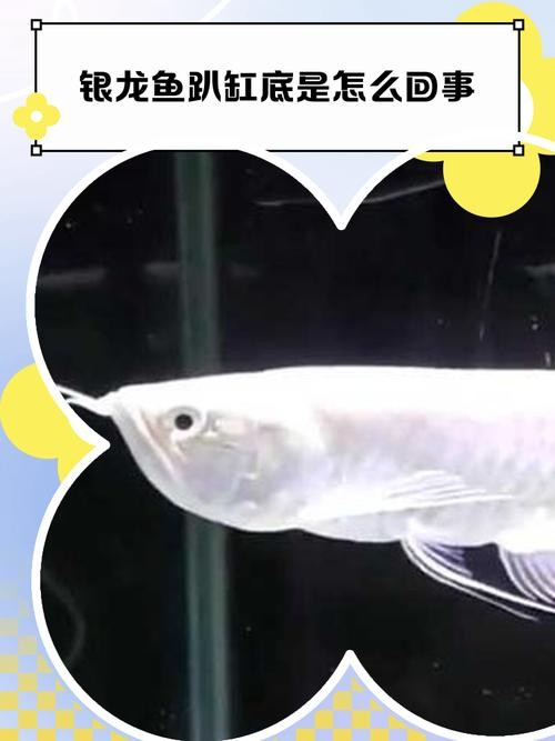 銀龍魚爛鰭怎么治療圖片
