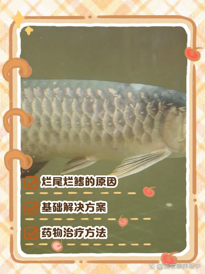 銀龍魚爛鰭怎么治療圖片