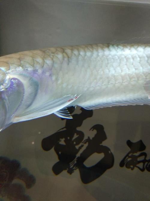 銀龍魚爛鰭怎么治療圖片
