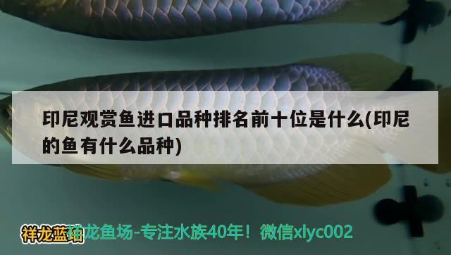 武進高新區(qū)何鵬飛花草店