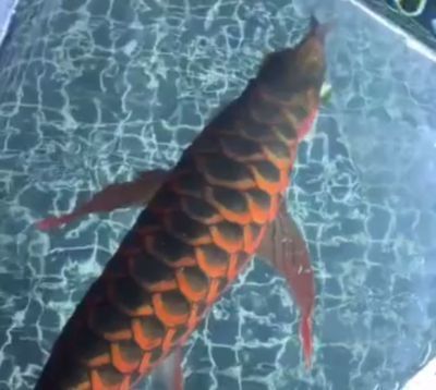龍魚什么品種好看又漂亮，最受歡迎的龍魚品種之一，外觀漂亮的龍魚品種