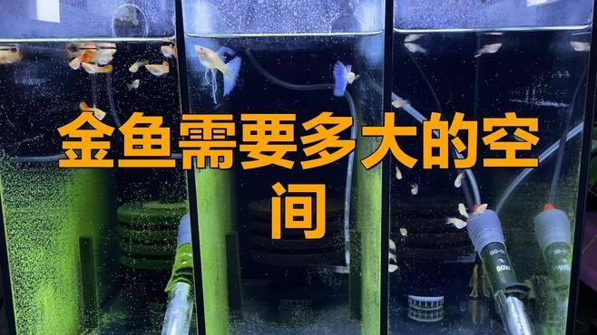 龍種金魚需要多大的魚缸？
