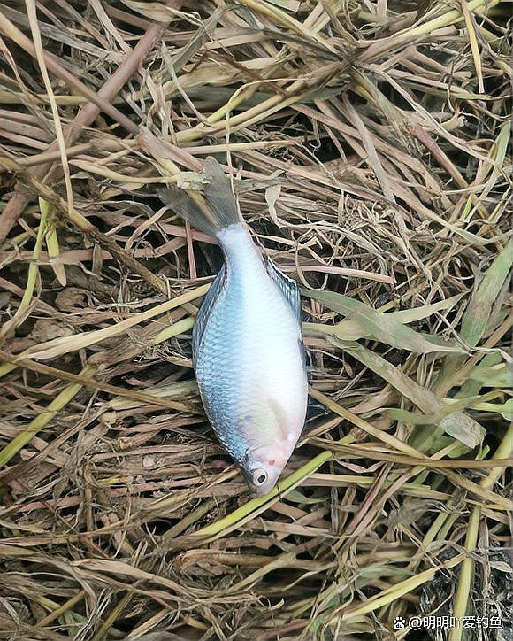 南鱧是雷龍魚嗎 南鱧是雷龍魚嗎 龍魚百科 第8張