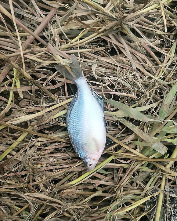 南鱧是雷龍魚嗎 南鱧是雷龍魚嗎 龍魚百科 第7張