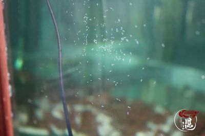 龍魚缸壁上有小白蟲子怎么回事：如何清除龍魚缸壁上的小白蟲子