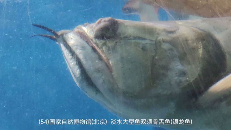如何判斷銀龍魚的健康狀態？
