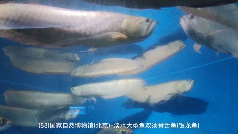 如何判斷銀龍魚的健康狀態？