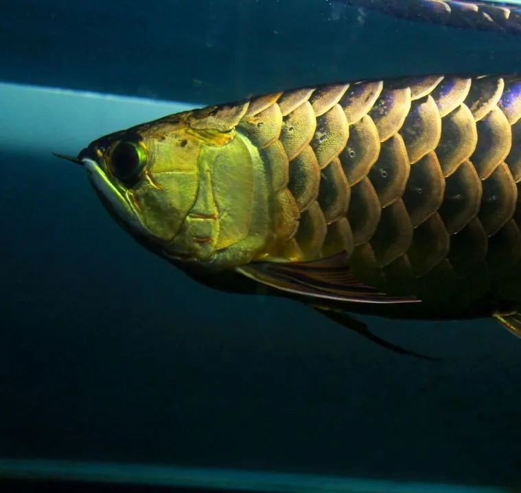 養(yǎng)金龍魚水溫多少合適啊夏天養(yǎng)
