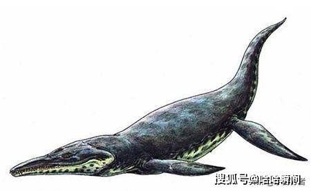 龍魚的鼻孔特征（關于龍魚鼻孔的一些詳細信息）