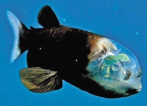 龍魚的鼻孔特征（關于龍魚鼻孔的一些詳細信息）