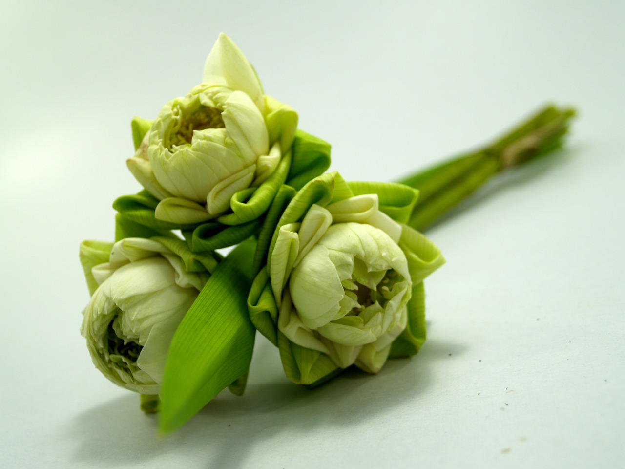 麗水市蓮都區水仙花金魚店