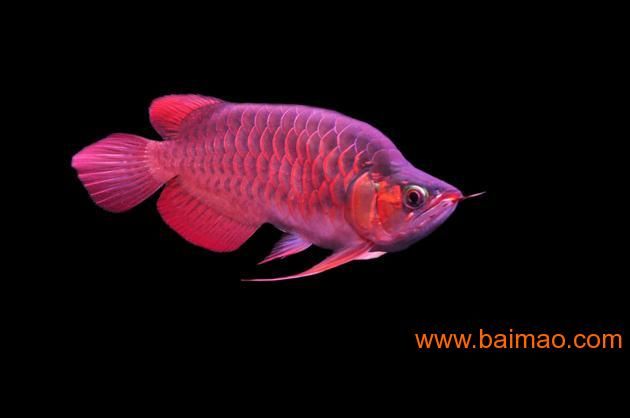 羅漢龍魚(yú)虎魚(yú)混養(yǎng)：羅漢魚(yú)、龍魚(yú)和虎魚(yú)可以混養(yǎng)嗎？