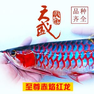 布都赤焰龍魚